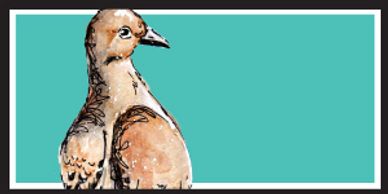 mourning dove