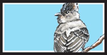 Northern Beardless Tyrannulet