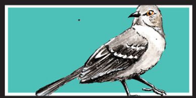 northern mockingbird