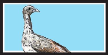 Plain Chachalaca