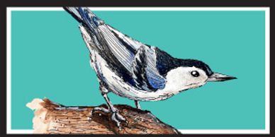 white-breasted nuthatch
