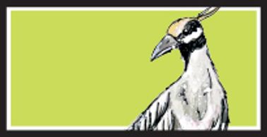 Yellow-Crowned Night Heron