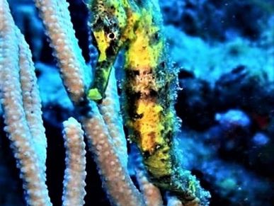 seahorse in Sosua Bay