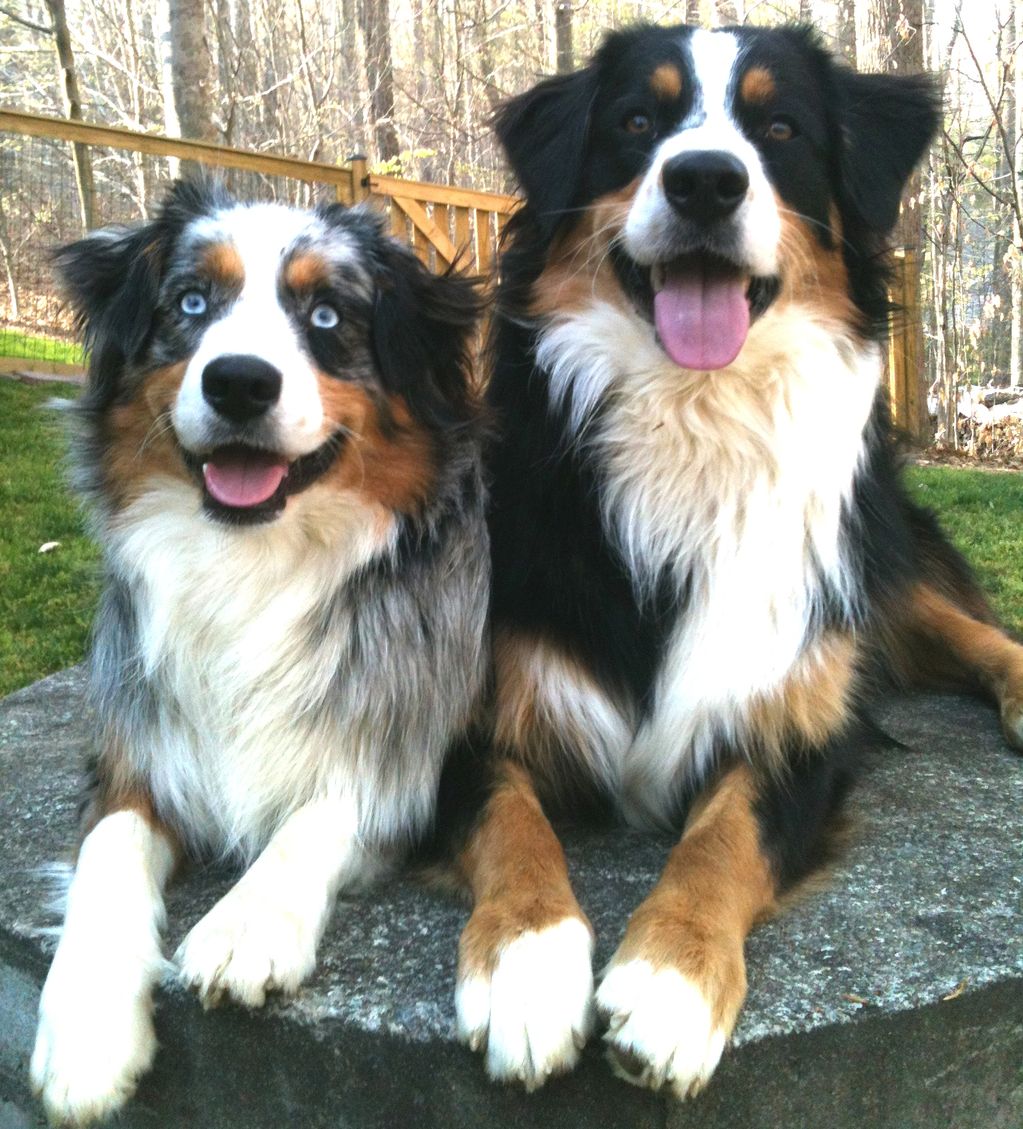 Australian Shepherd dogs outside