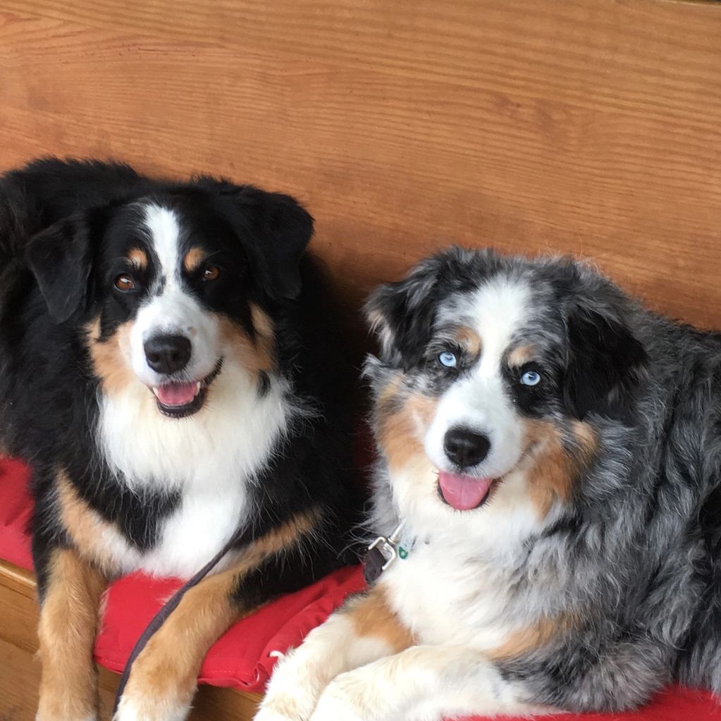 Australian Shepherd dogs on a bench