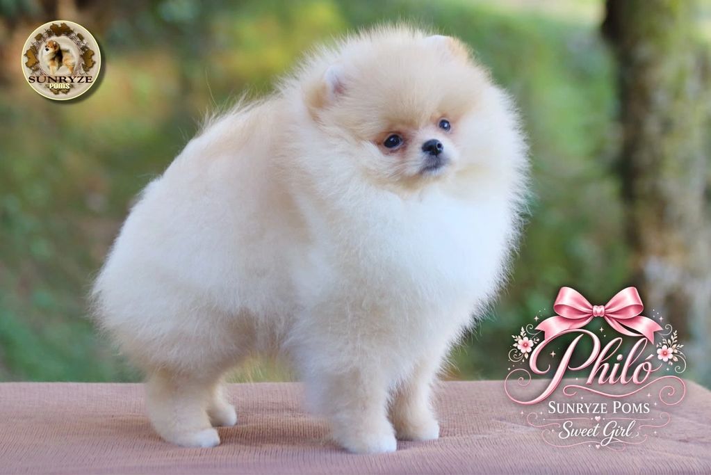 Filhote de cachorro Pomeranian fofo e peludo.