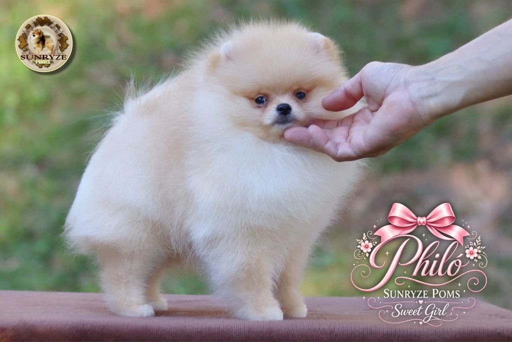 Filhote fofa de Pomerânia sendo acariciada.