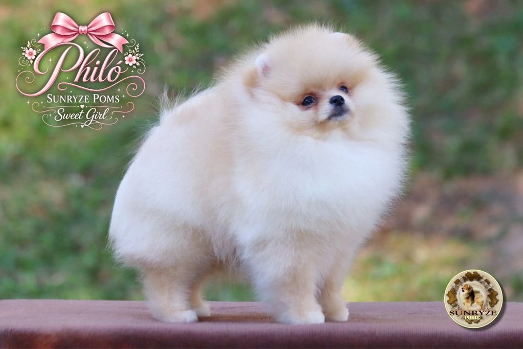 Filhote de Pomerânia fofo em pé.