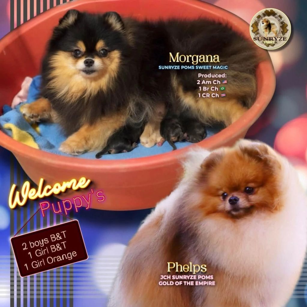 Dois cães Pomeranian, Morgana com filhotes e Phelps, com informações de criador.