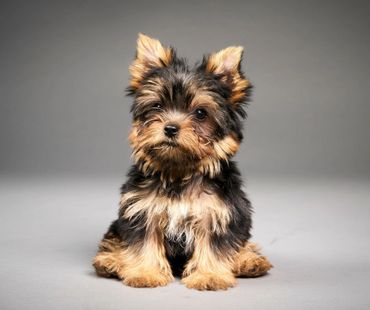 Small puppy staring at camera