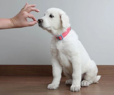 White Labrador puppy sniffing a treat a hand is holding out for it