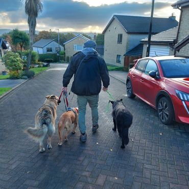 Adam walking away from camera with three dogs on lead