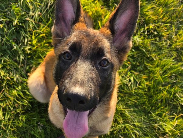 Happy dog with tongue out on green grass.