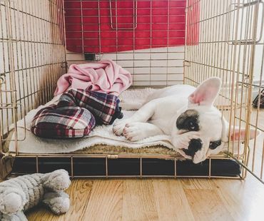 French bulldog puppy lying calmly in an open dog crate