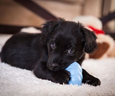 Small black dog chewing on a toy