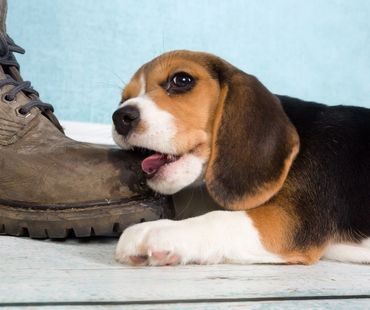 Beagle puppy chewing a boot
