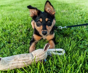 German Shepherd puppy playing with a toy