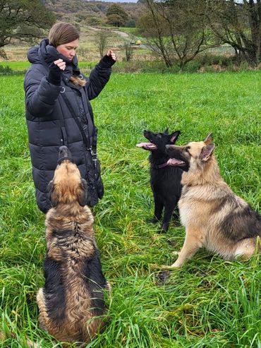 Lu holding treats in her hands as three off lead German Shepherds look at her