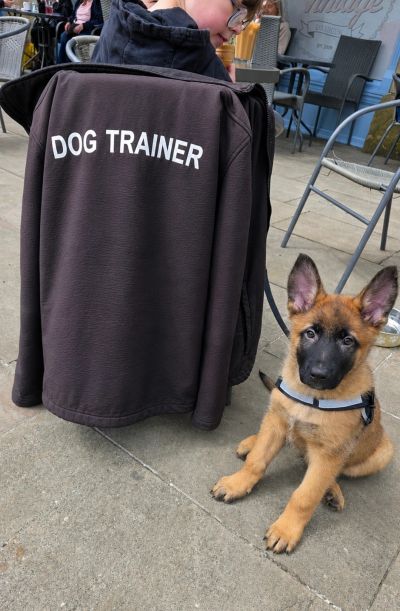 Belgian Malinois puppy sitting calmly next to a chair with a dog trainer jacket hanging over the bac