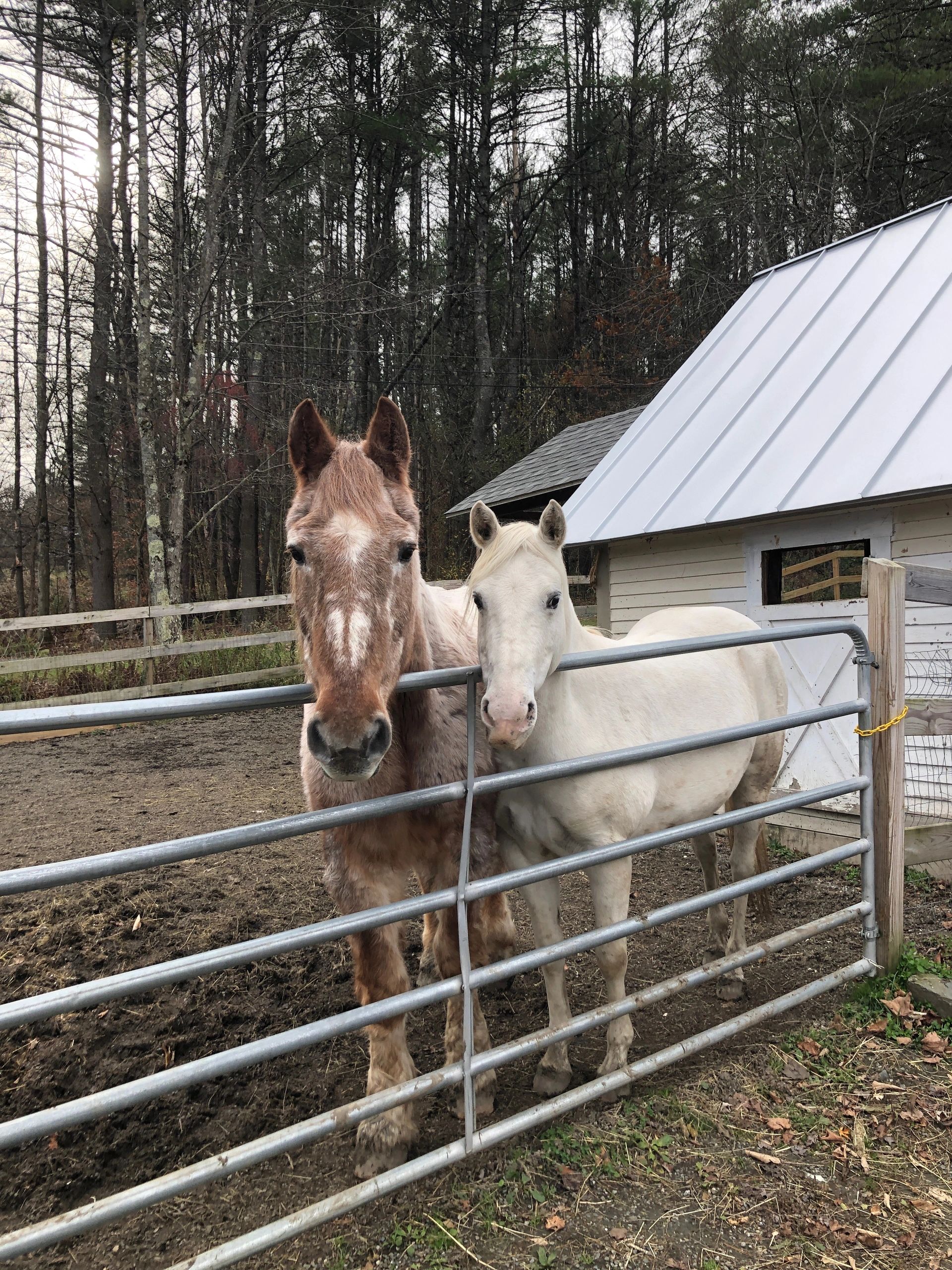 StoneLedge Stables StoneLedge Stables
