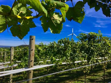 Green vines in a farm. A blue sky and windmill in the background.