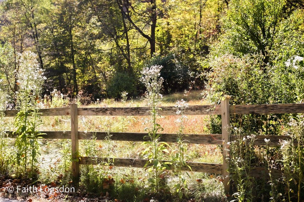 Old Fence Post, Wellsville, Ohio.