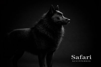 Hawkeye the Schipperke - Health Tested - Safari Schipperkes