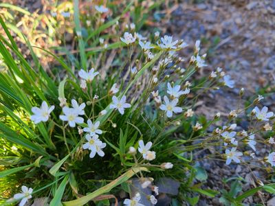 Small white flowers blooming in a grassy patch by a rocky path.
