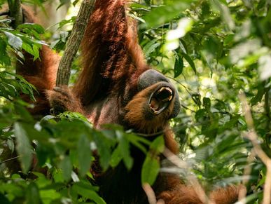 A male orangutan hangs with his mouth open in Bukit Lawang rainforest.