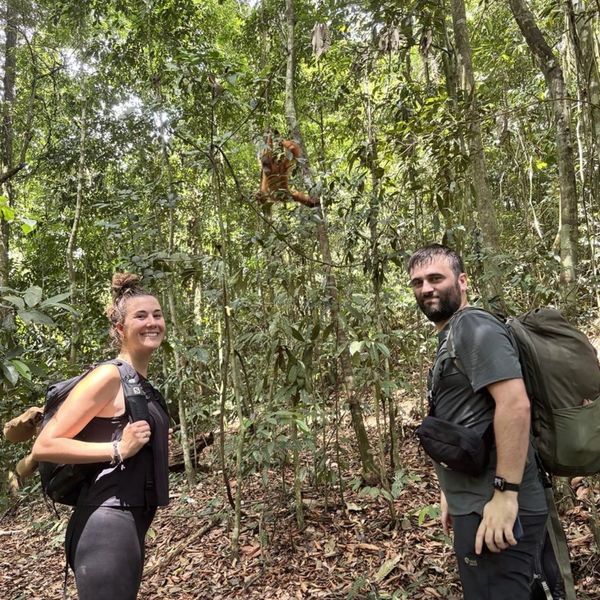 Visitors spotting an orangutan during a jungle trek in Bukit Lawang, Sumatra.