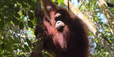 An orangutan in a tree in Ketambe, Aceh, Sumatra.