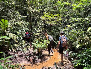 Visitors trekking on a forest trail in Bukit Lawang, Sumatra.