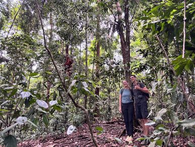 Two visitors observing an orangutan in a tree during a rainforest trek.
