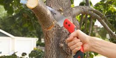Edmonton ISA certified arborist pruning a tree using proper techniques