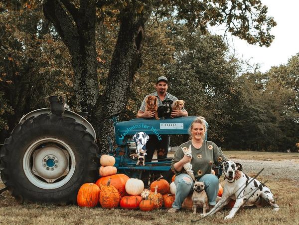 Couple with dogs and pumpkins by blue tractor in autumn.