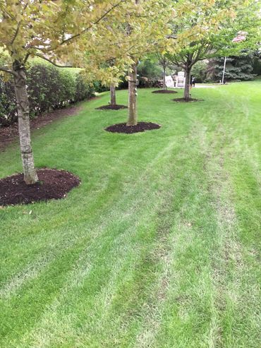 Bettendorf mulch installation
Davenport mulch installation
Mulch Bettendorf IA
Mulch Davenport IA