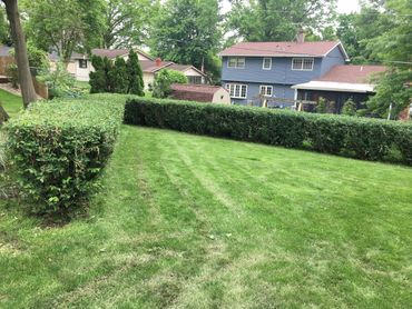 Bettendorf bush trimming 
Davenport bush trimming 
hedge trimming 
bush trimming 
bush trimming