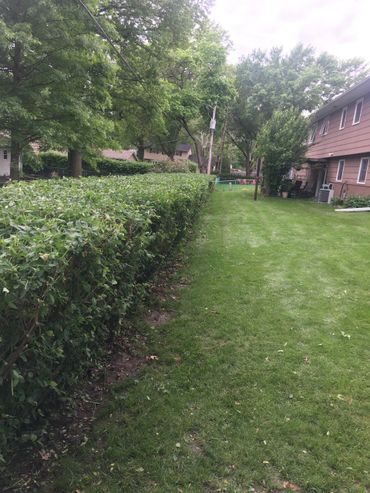 Bettendorf bush trimming 
Davenport bush trimming 
hedge trimming 
bush trimming 
bush trimming