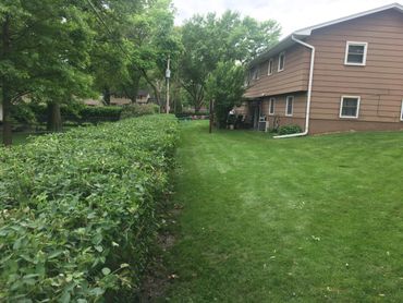 Bettendorf bush trimming  
Davenport bush trimming 
hedge trimming 
bush trimming 
bush trimming