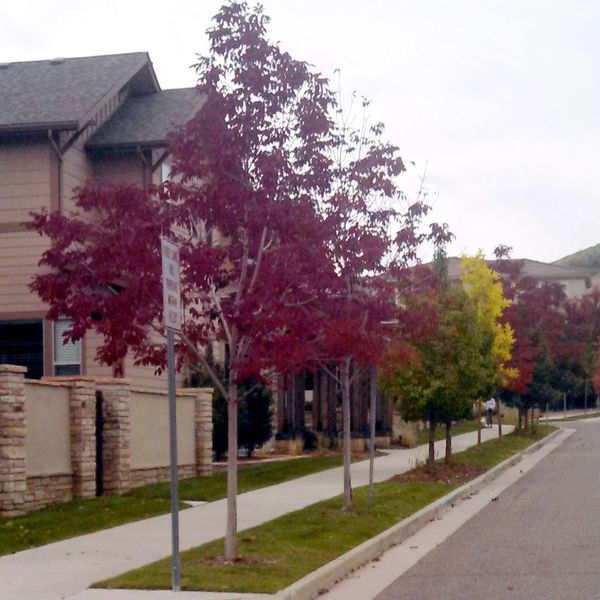 A neighborhood street lined with colorful autumn trees beside houses.