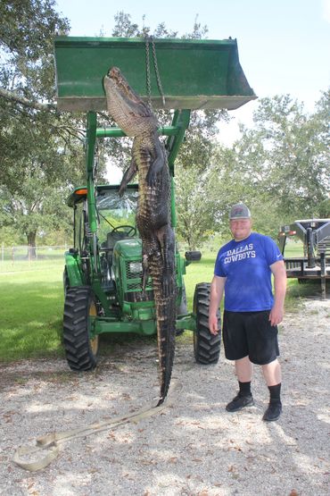 11 foot alligator