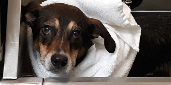 Therapeutic Pet Spa Services.  Photo of very comfortable hound wrapped in towel in the tub.