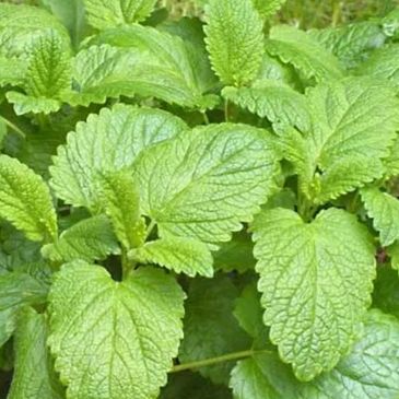 Lemon Balm very fragrant and green.