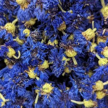 Bachelor Buttons perfect for scrubs.