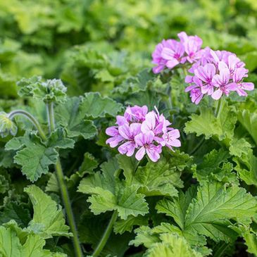 Organic Scented Geranium