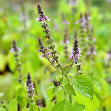 High quality Tulsi. Local and fragrant.
