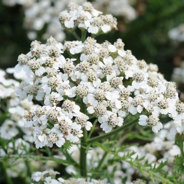 Yarrow. Potent and clean.