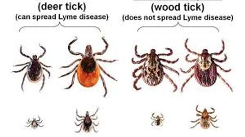 Nootkatones are potent repellents for deer ticks as tested by the CDC.