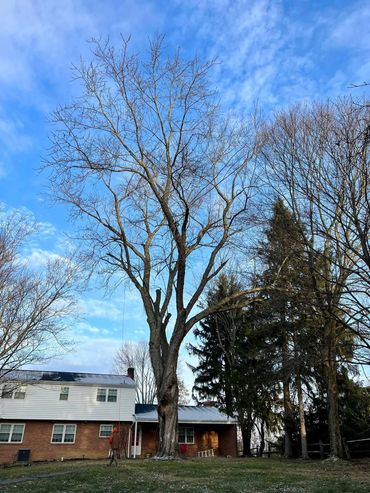 Large silver maple tree removal 