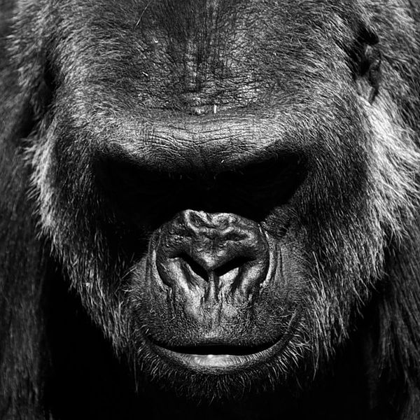 Gorilla face closeup represents protection through temperance, understanding, compassion and balance
